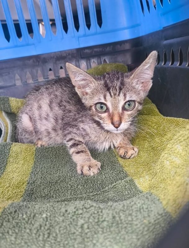 Noodle - Chat à adopter