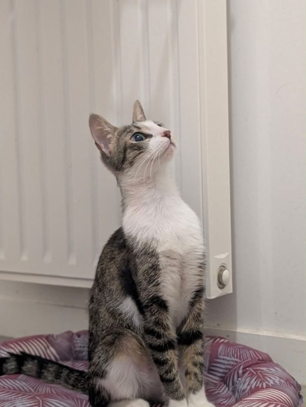 Séréna - Chat Européen à adopter - photo 2