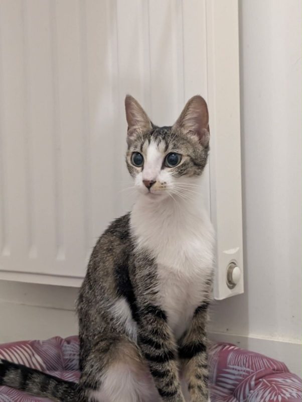 Séréna - Chat Européen à adopter