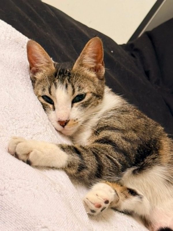 Séréna - Chat Européen à adopter - photo 3
