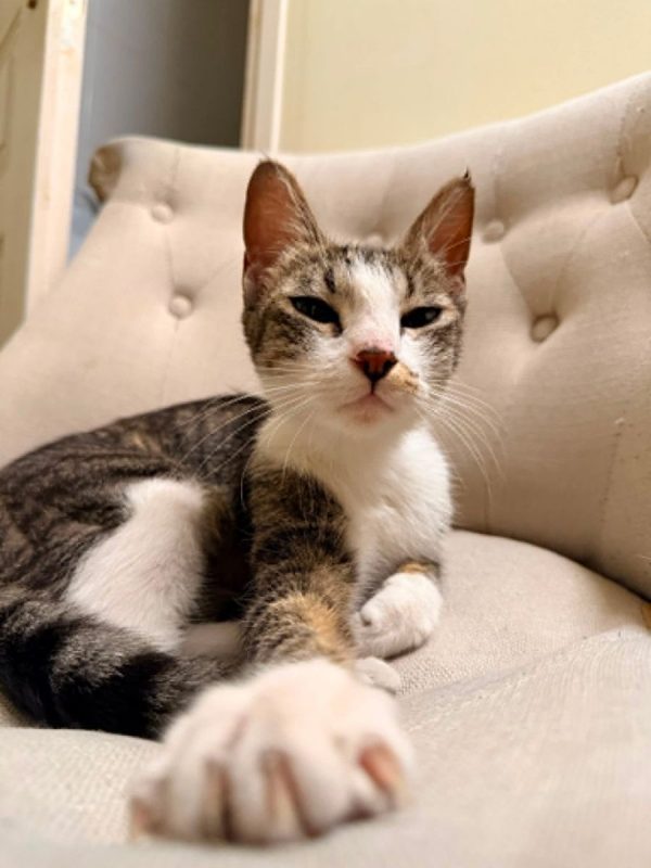 Séréna - Chat Européen à adopter - photo 4