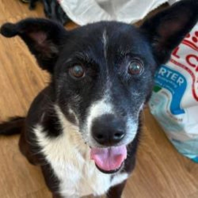 Lica - Chien à adopter - photo 2