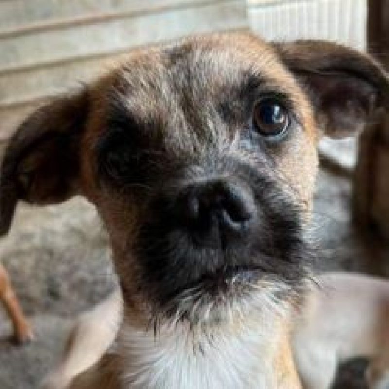 Amyy - Chien à adopter - photo 2