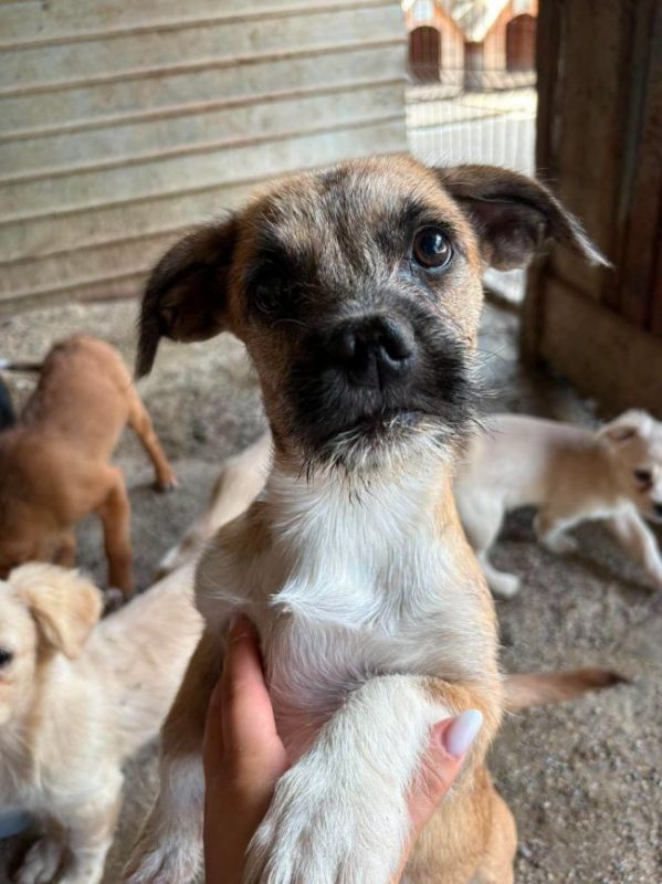 Amyy - Chien à adopter