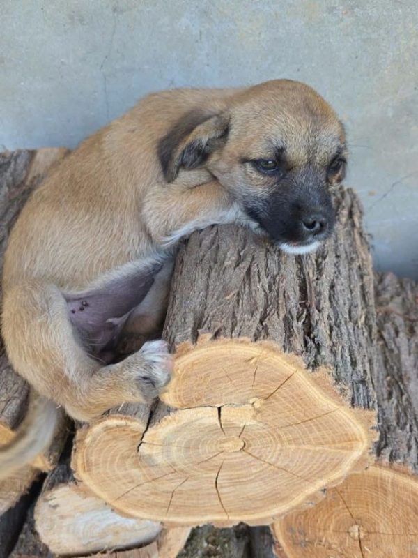 Amyy - Chien à adopter - photo 4