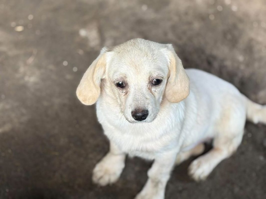 Ivvy - Chien à adopter - photo 5