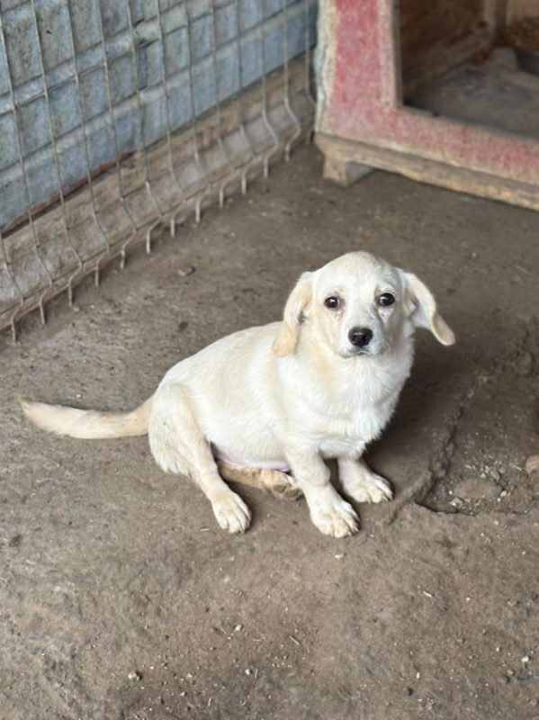 Ivvy - Chien à adopter - photo 4