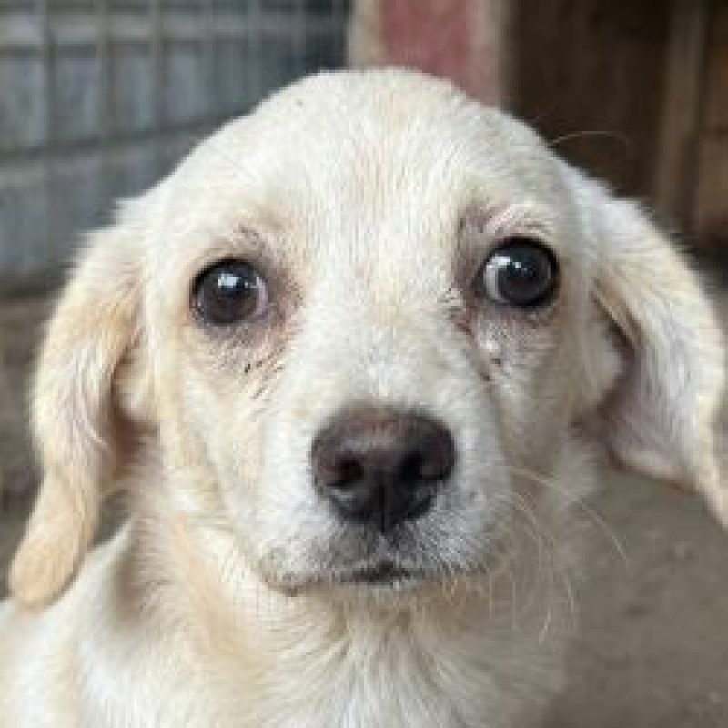 Ivvy - Chien à adopter - photo 3