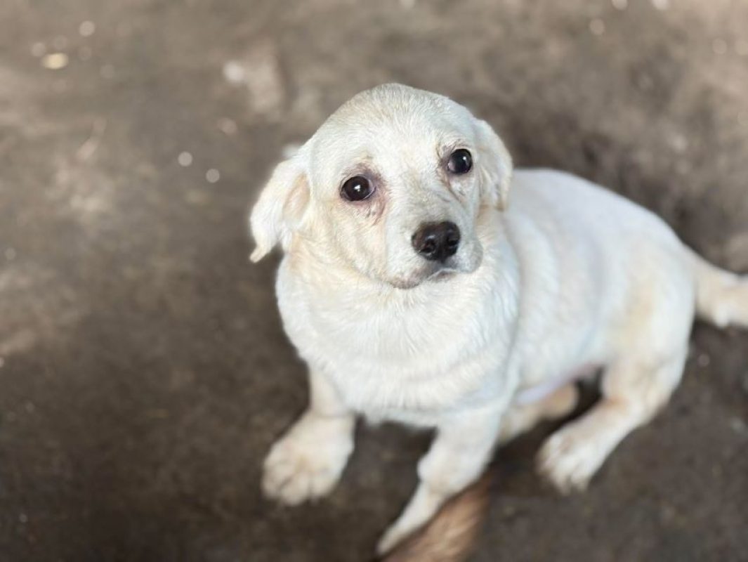 Ivvy - Chien à adopter