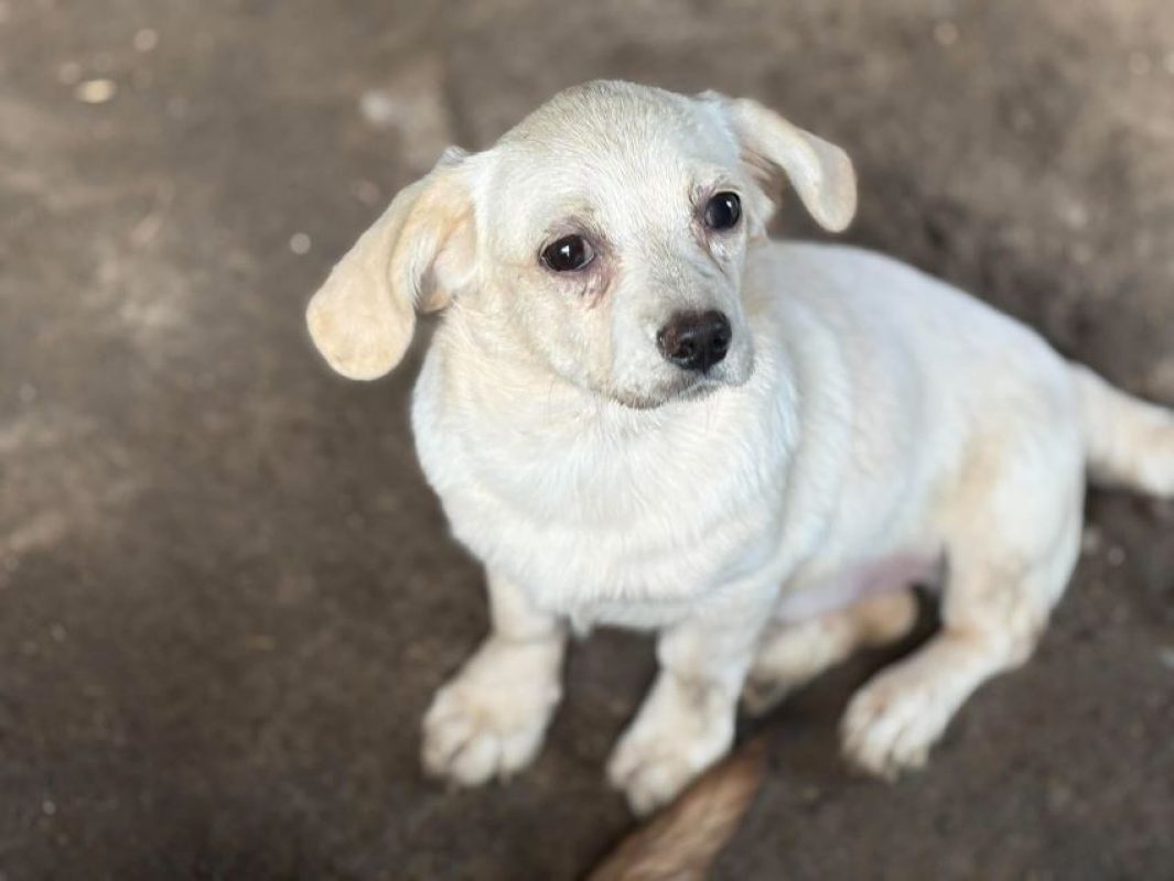Ivvy - Chien à adopter - photo 2