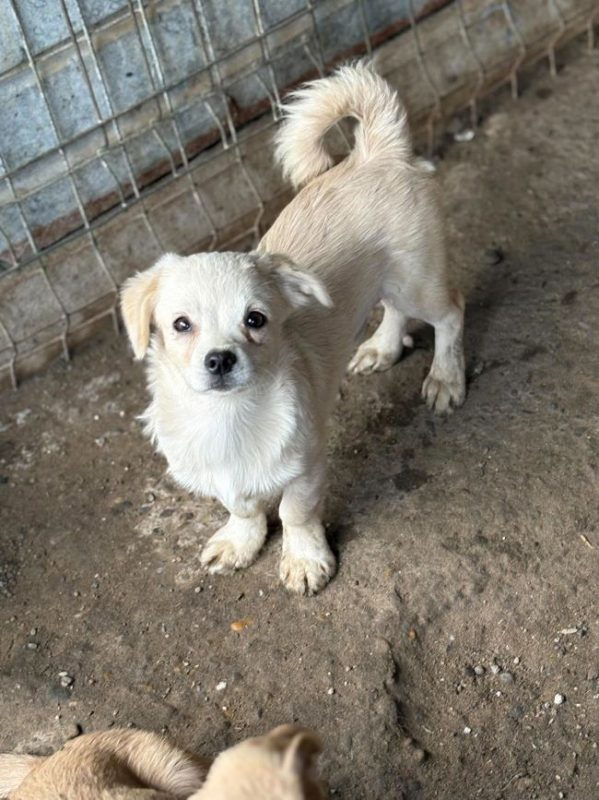 Maila - Chien à adopter