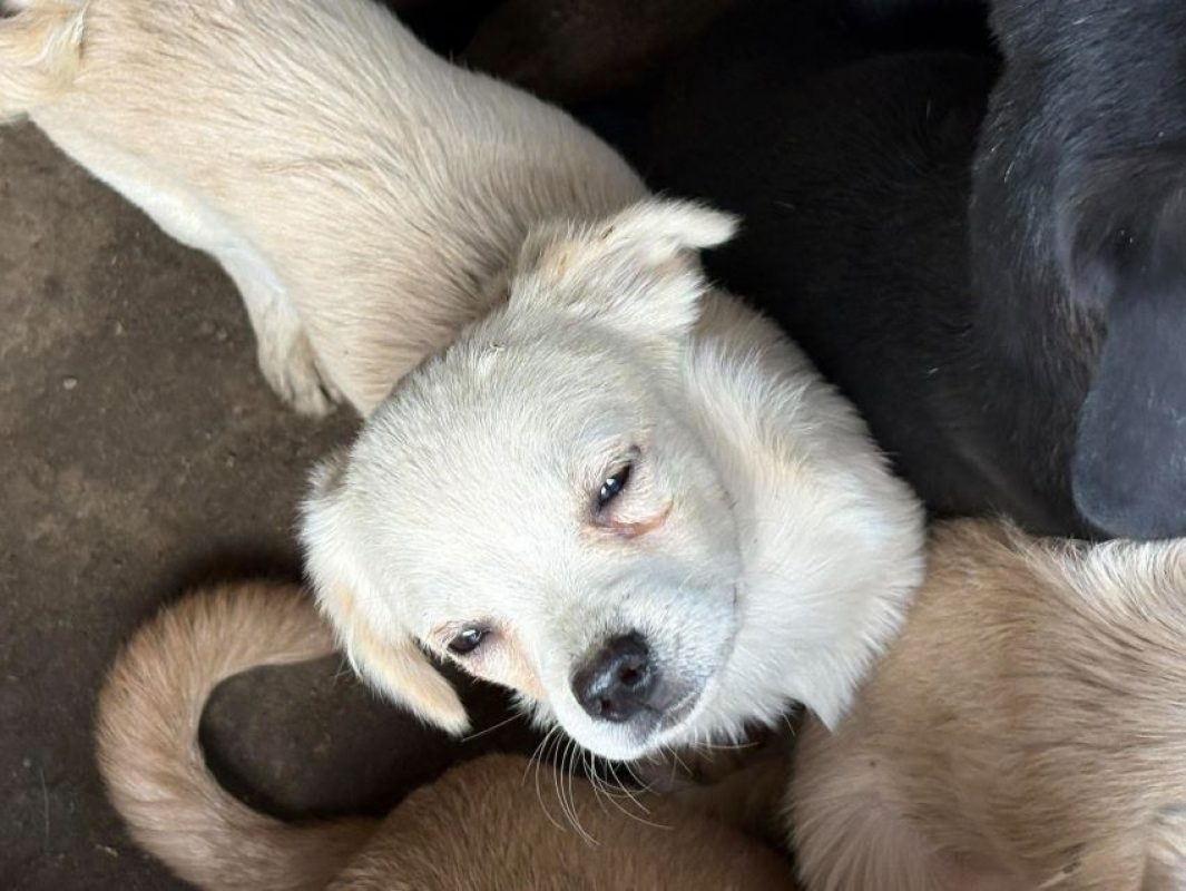 Maila - Chien à adopter - photo 3