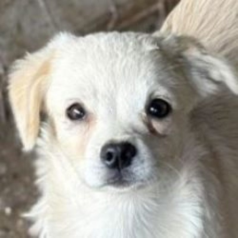 Maila - Chien à adopter - photo 2