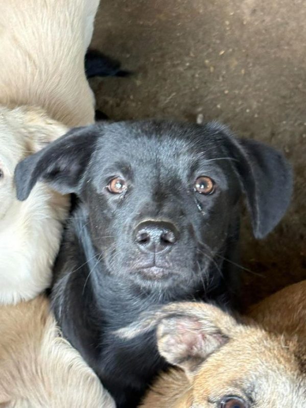 Gismo - Chien à adopter