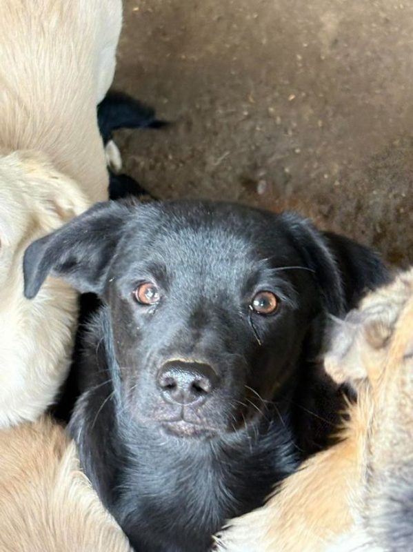 Gismo - Chien à adopter - photo 4