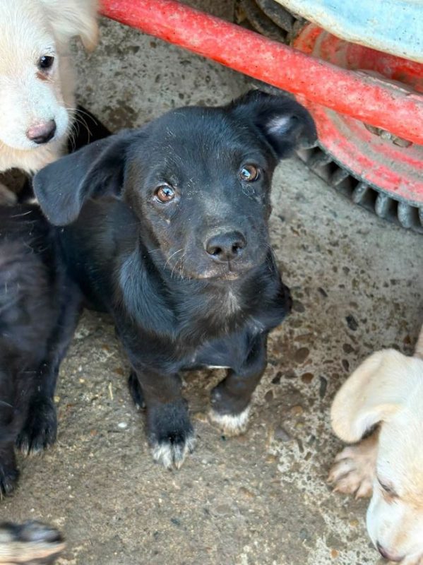 Gismo - Chien à adopter - photo 3