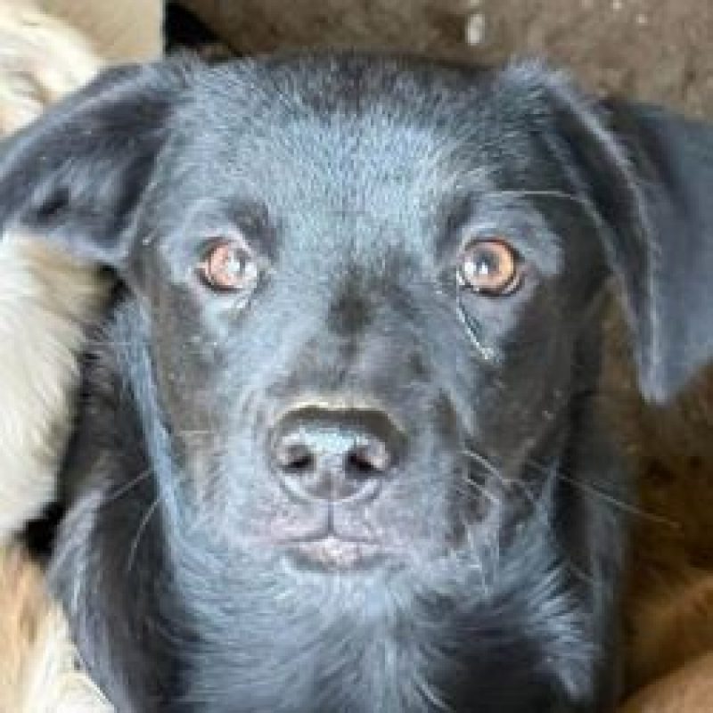 Gismo - Chien à adopter - photo 2