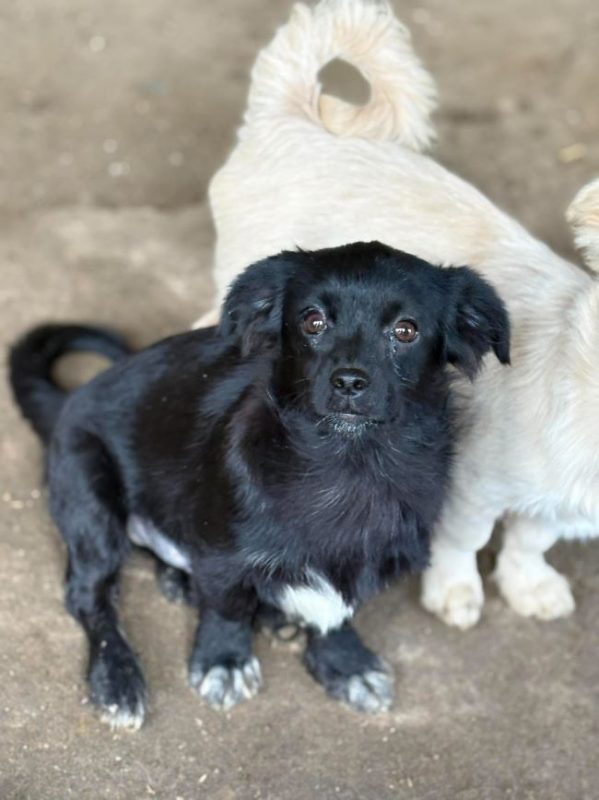 Leni - Chien à adopter - photo 4