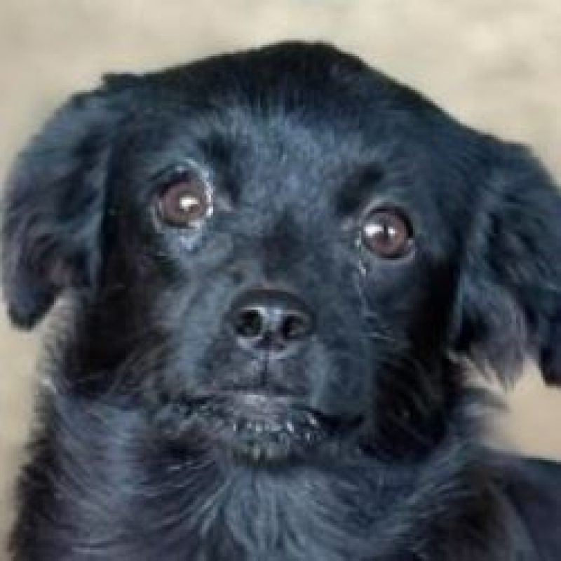 Leni - Chien à adopter - photo 2