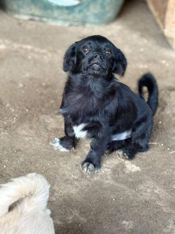 Leni - Chien à adopter - photo 3