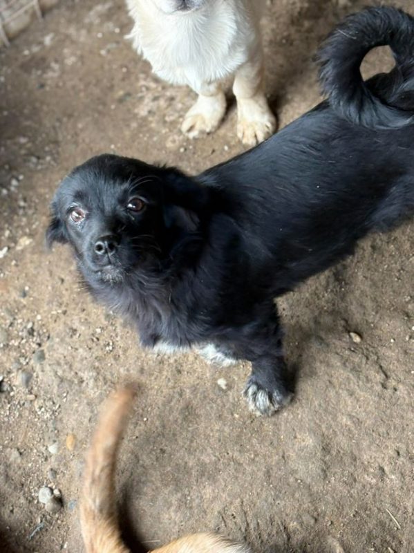 Leni - Chien à adopter