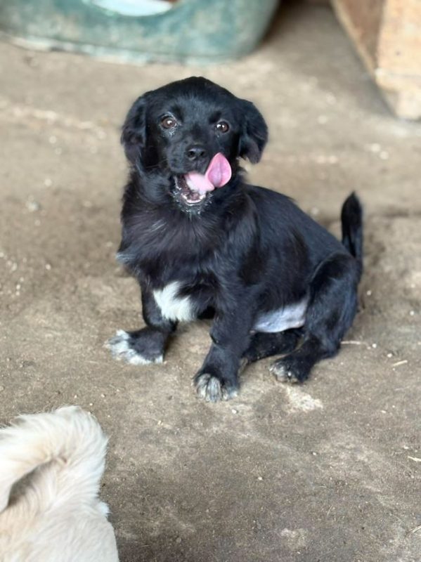 Leni - Chien à adopter - photo 5