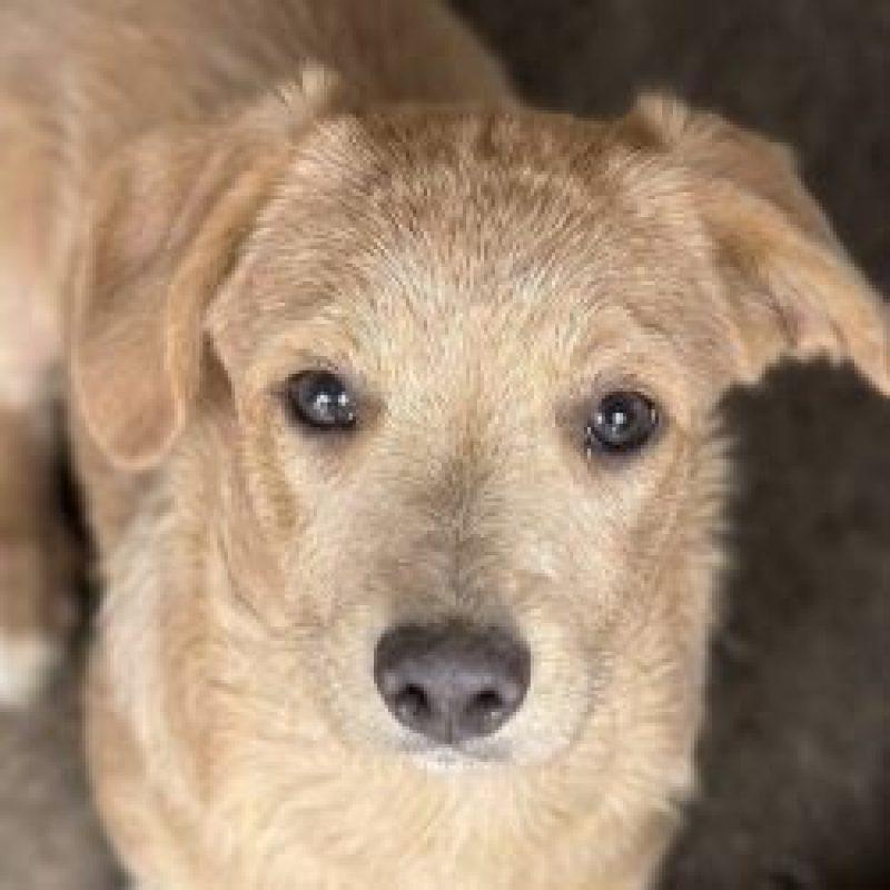 Ronan - Chien à adopter - photo 2