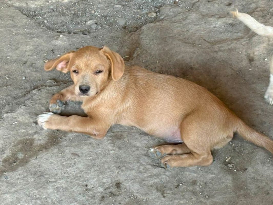 Ronan - Chien à adopter - photo 5