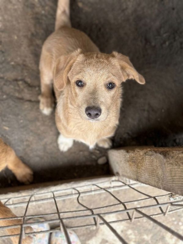 Ronan - Chien à adopter