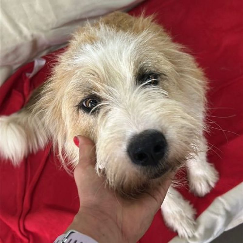 SHIRLEY - Chien à adopter