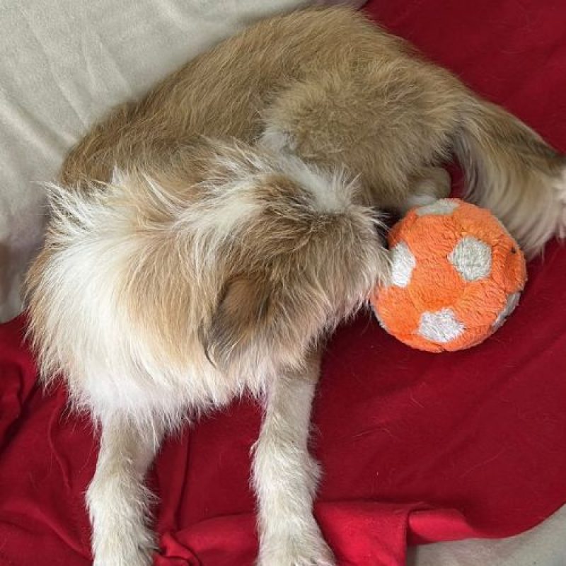 SHIRLEY - Chien à adopter - photo 4