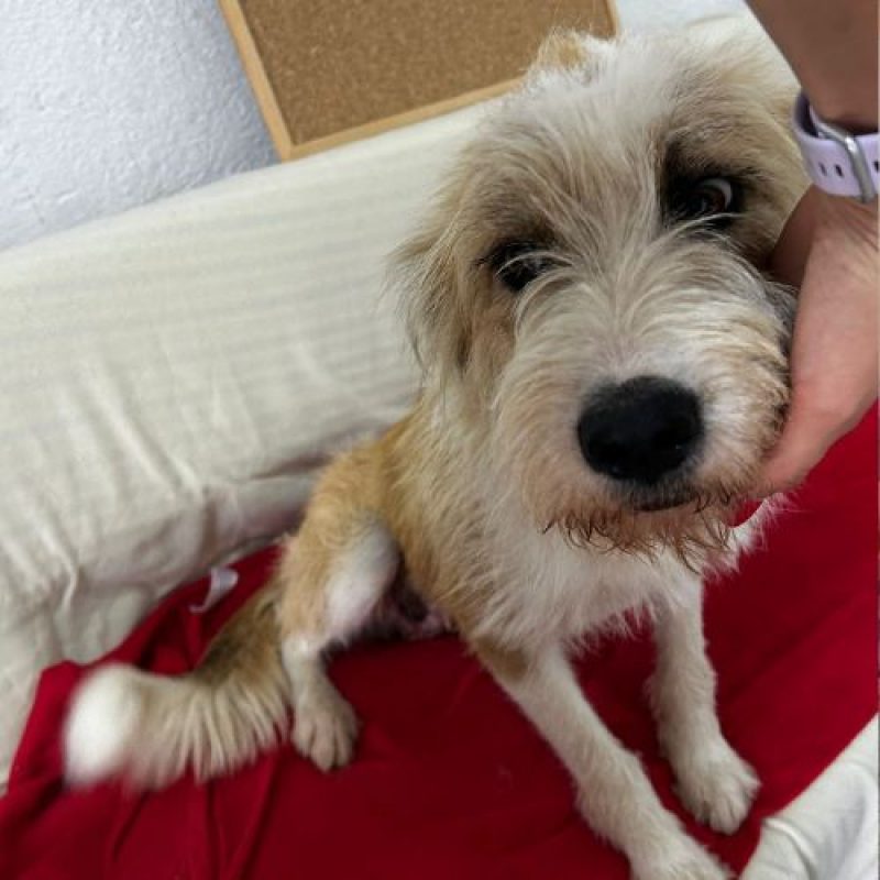 SHIRLEY - Chien à adopter - photo 2