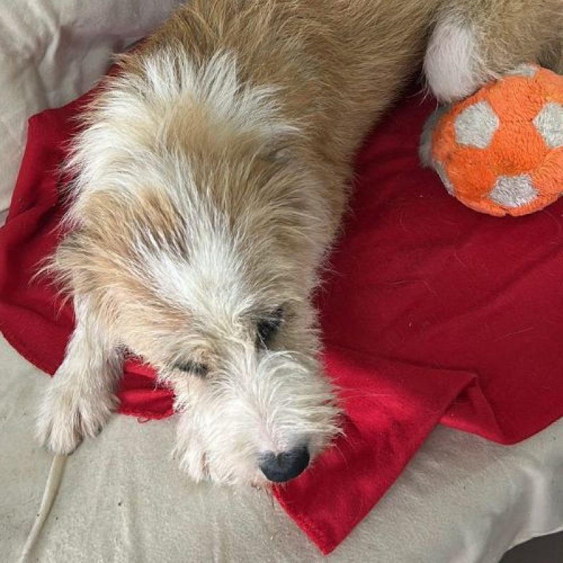 SHIRLEY - Chien à adopter - photo 3