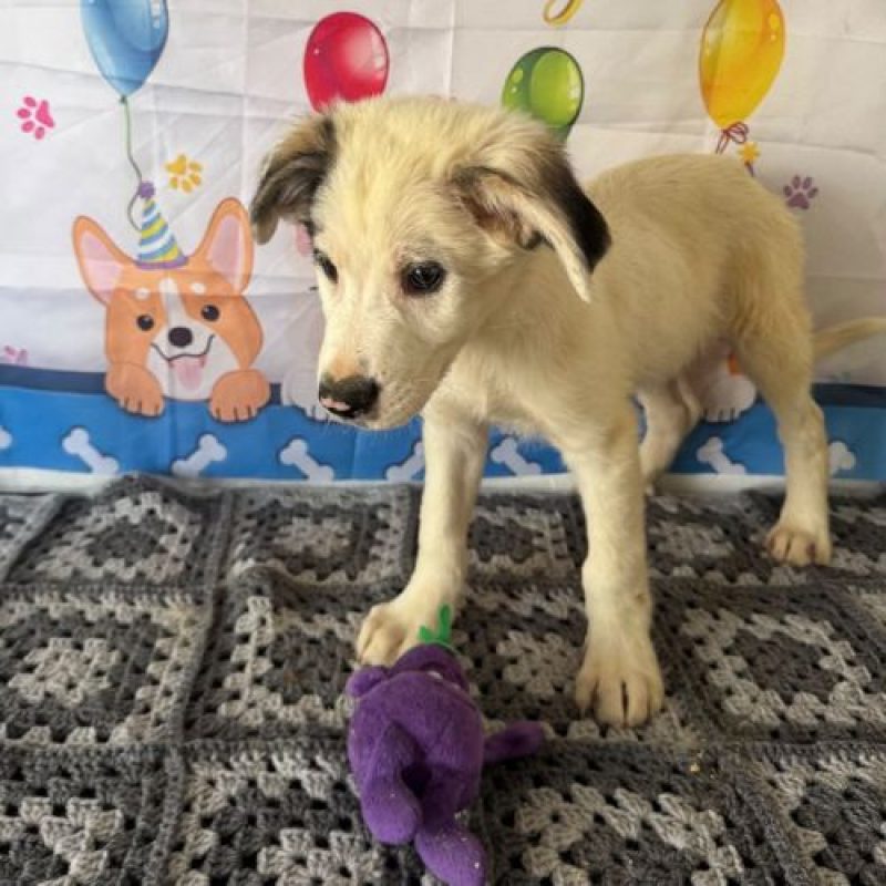 CILAOS - Chien à adopter - photo 2