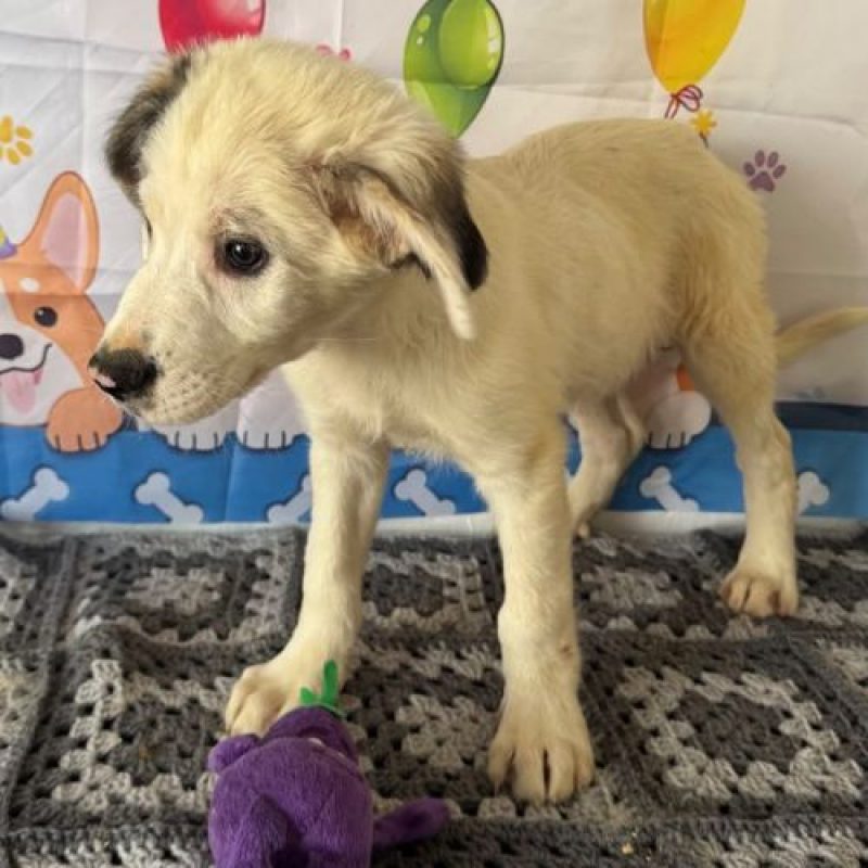 CILAOS - Chien à adopter - photo 3