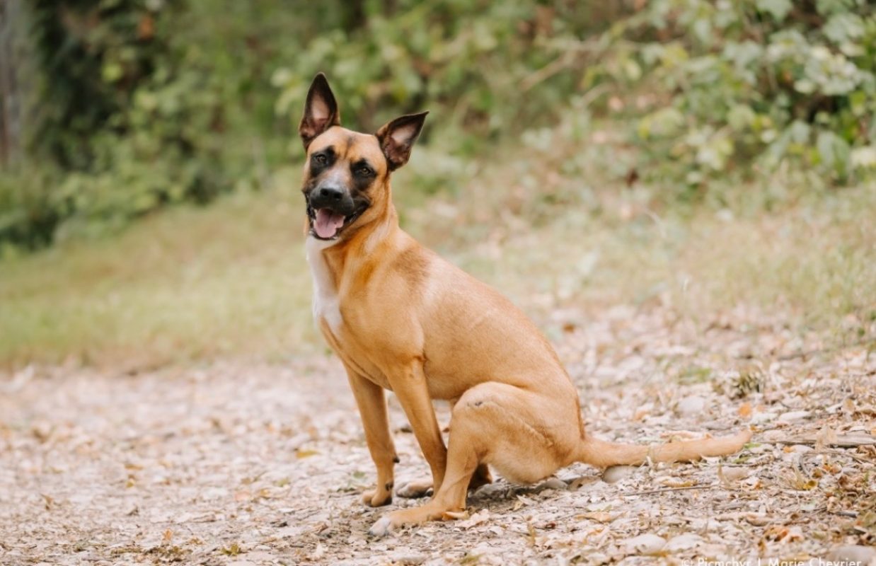 Zaina - Chien à adopter