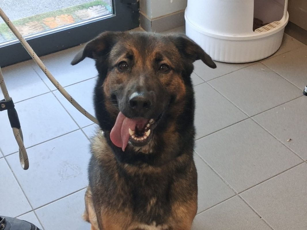 Uska - Chien à adopter