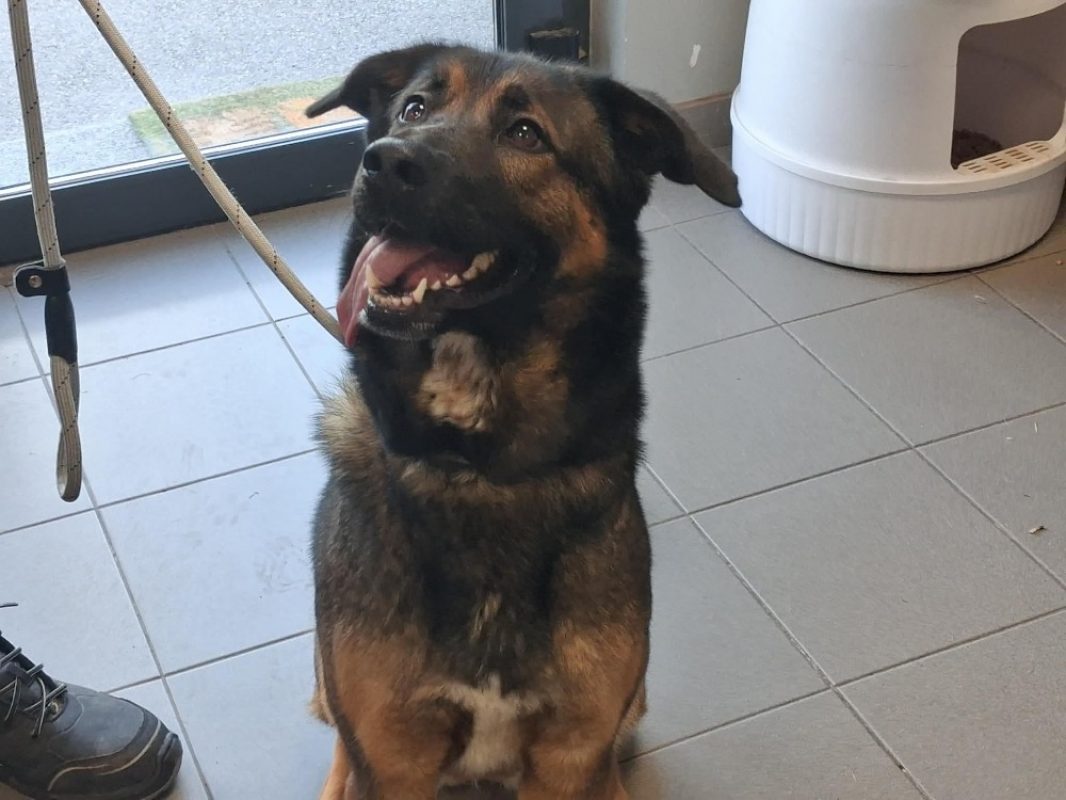 Uska - Chien à adopter - photo 3