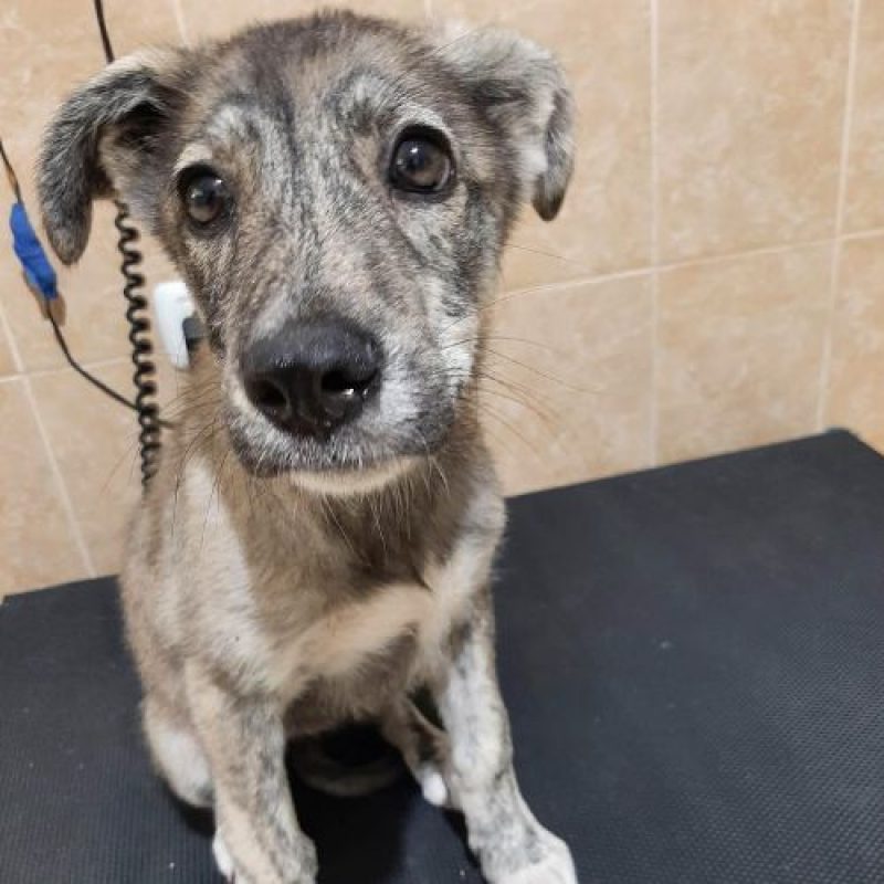 CRINA - Chien à adopter - photo 13
