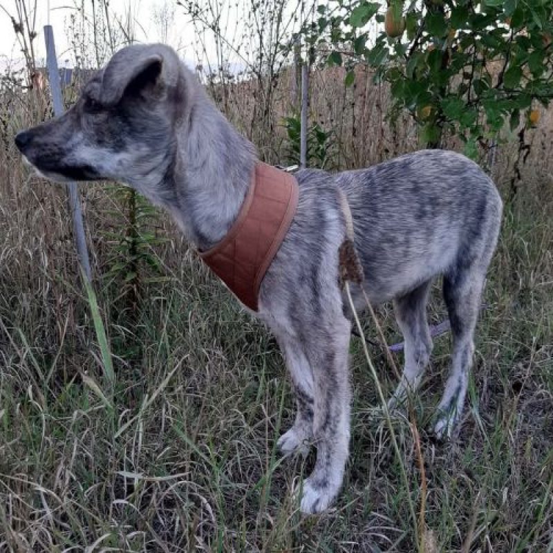 CRINA - Chien à adopter - photo 6