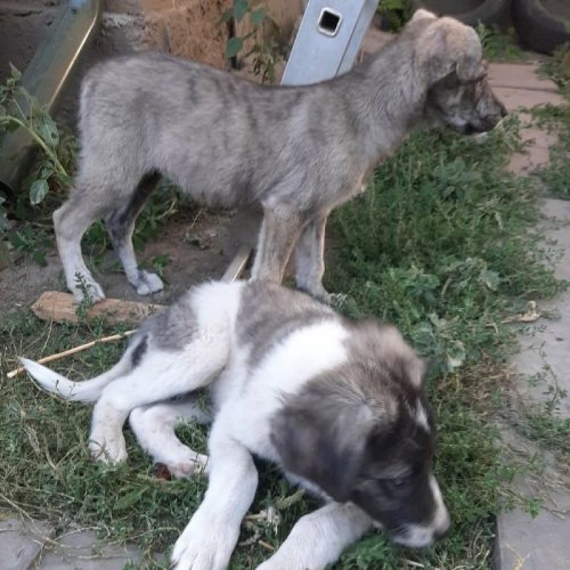 CRINA - Chien à adopter - photo 8