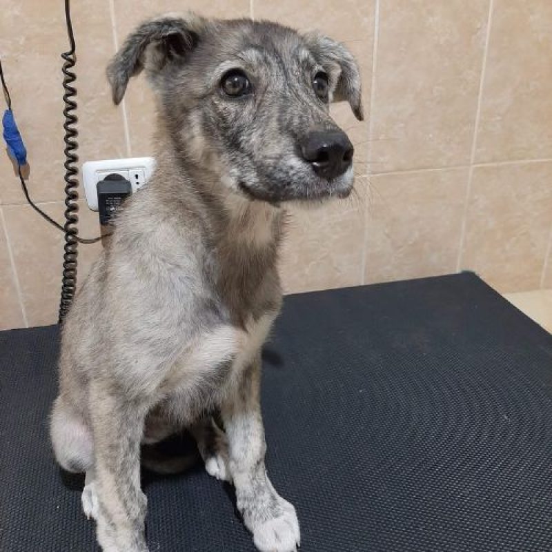 CRINA - Chien à adopter - photo 2