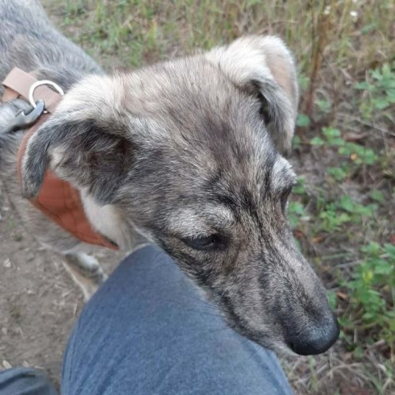 CRINA - Chien à adopter - photo 11