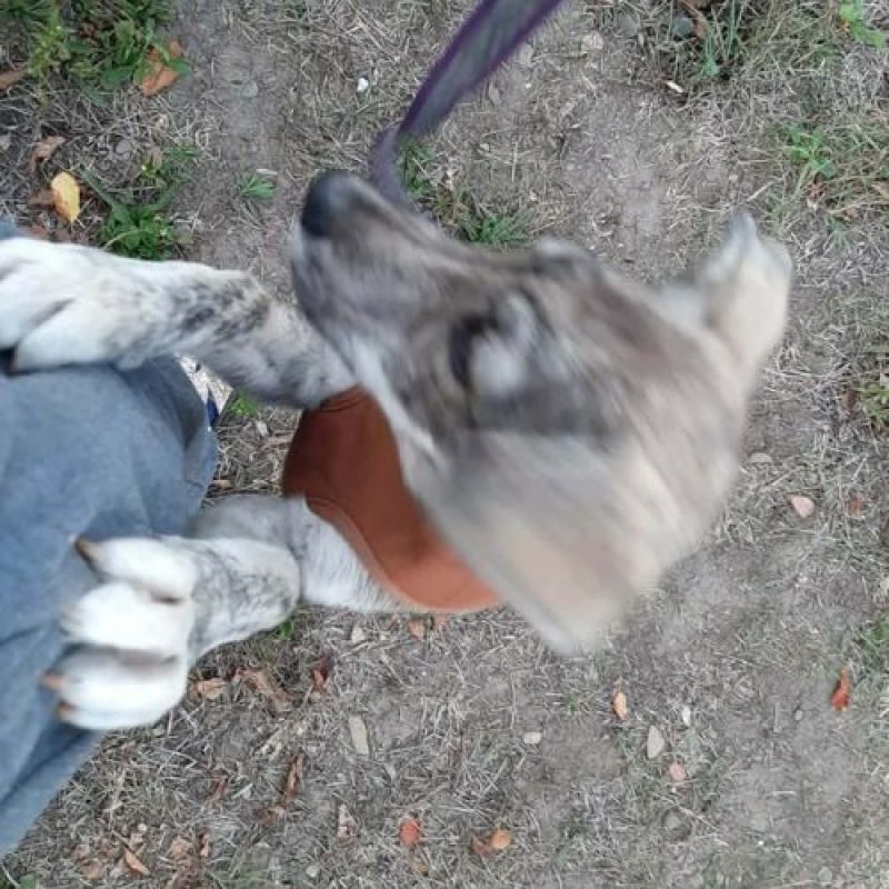 CRINA - Chien à adopter - photo 7