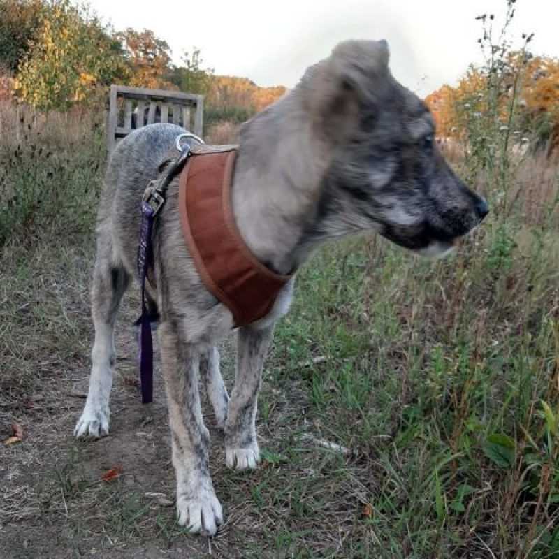 CRINA - Chien à adopter - photo 3