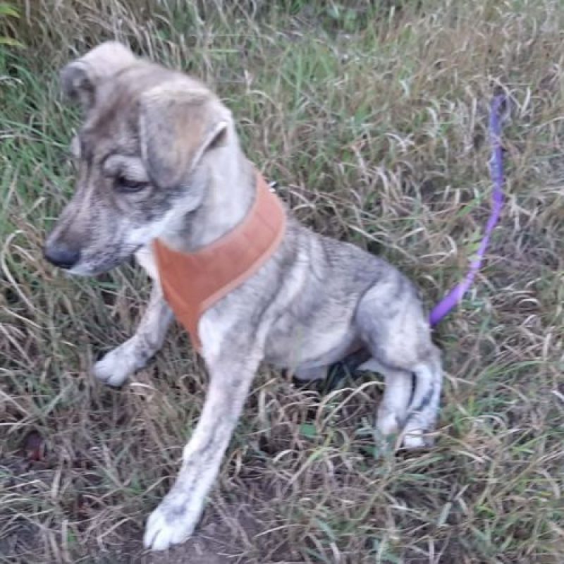 CRINA - Chien à adopter - photo 10