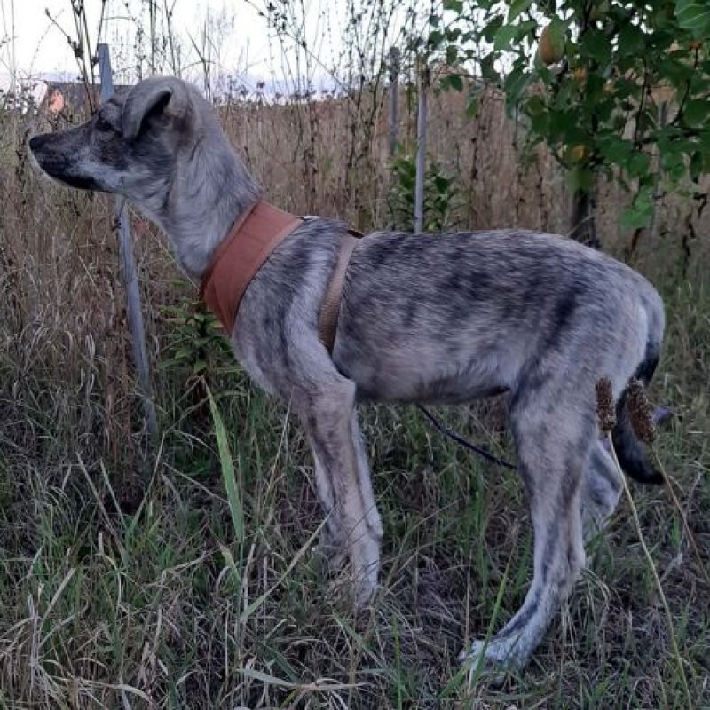 CRINA - Chien à adopter - photo 16