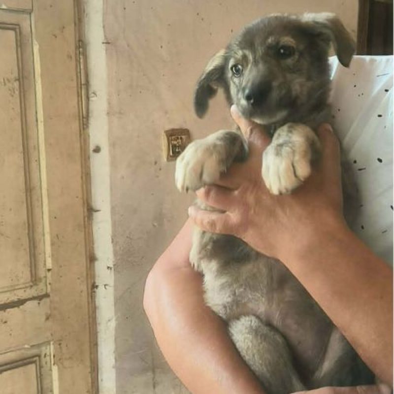 CRINA - Chien à adopter - photo 4