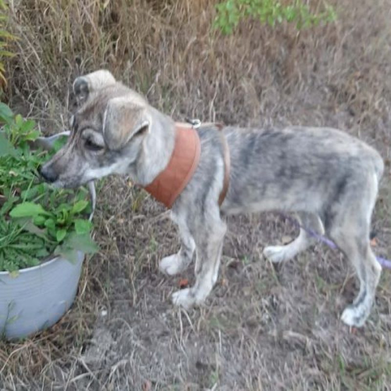 CRINA - Chien à adopter - photo 14