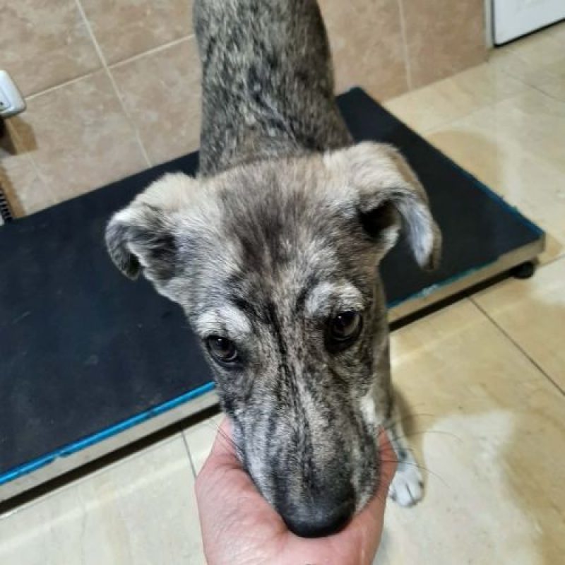 CRINA - Chien à adopter - photo 9